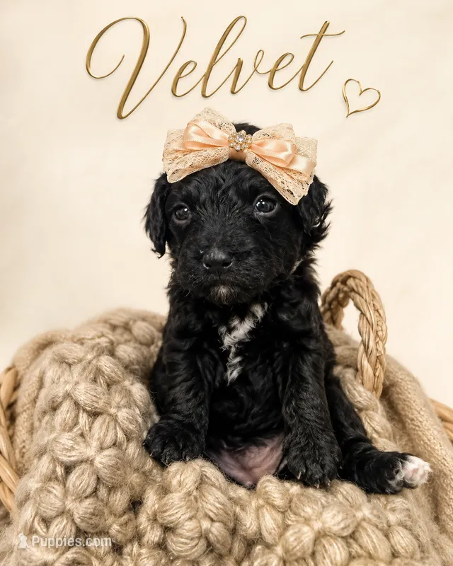 Velvet – Poodle - Toy  puppy for sale in Ocala, FL
