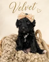 Velvet, a female Poodle - Toy  for sale in Ocala, FL – 2 of 3