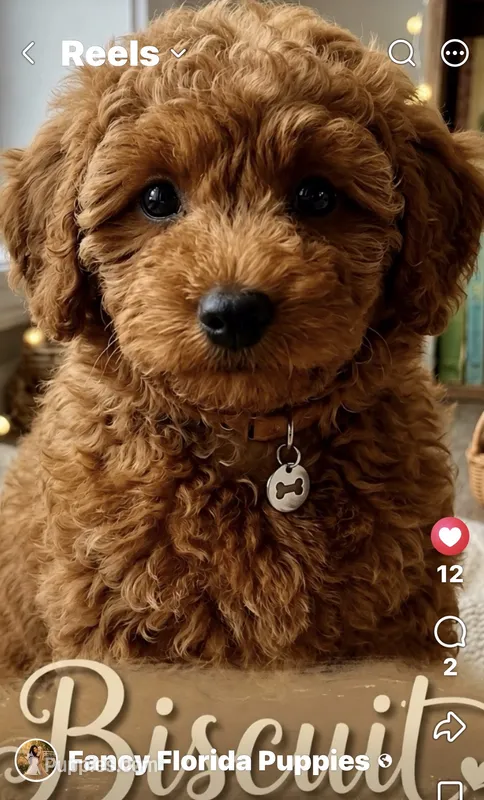 Dark red ✈️ included  – Poodle - Toy  puppy for sale in Ocala, FL