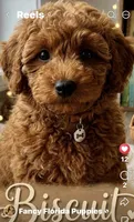 Dark red ✈️ included , a male Poodle - Toy  for sale in Ocala, FL – 1 of 1