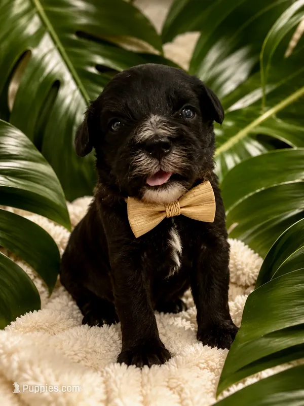 Munchkin  – Miniature Bernedoodle puppy for sale in Ocala, FL