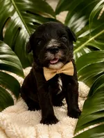 Munchkin , a male Miniature Bernedoodle for sale in Ocala, FL – 1 of 2