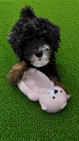 Micro mini , a female Miniature Bernedoodle for sale in Ocala, FL – 1 of 2