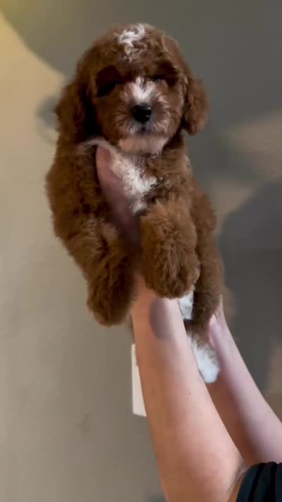 Akc-Little Pumpkin , a female Poodle - Toy  for sale in Ocala, FL – 8 of 8
