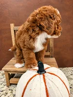 Akc-Little Pumpkin , a female Poodle - Toy  for sale in Ocala, FL – 4 of 8