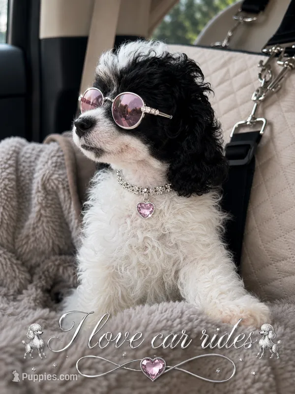 Dottie Russian blood lines  – Poodle - Toy  puppy for sale in Ocala, FL