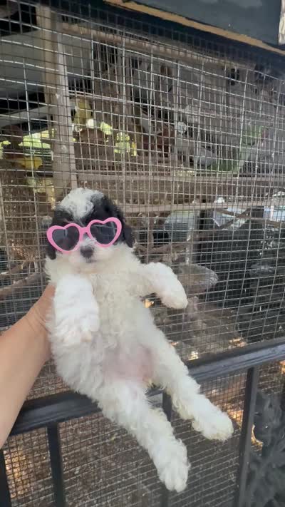 Akc Russain blood lines - Dotty , a female Poodle - Toy  for sale in Ocala, FL – 7 of 7