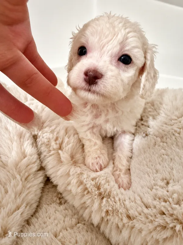 Pearl – Poodle - Toy  puppy for sale in Ocala, FL