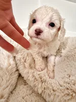 Pearl, a female Poodle - Toy  for sale in Ocala, FL – 1 of 4