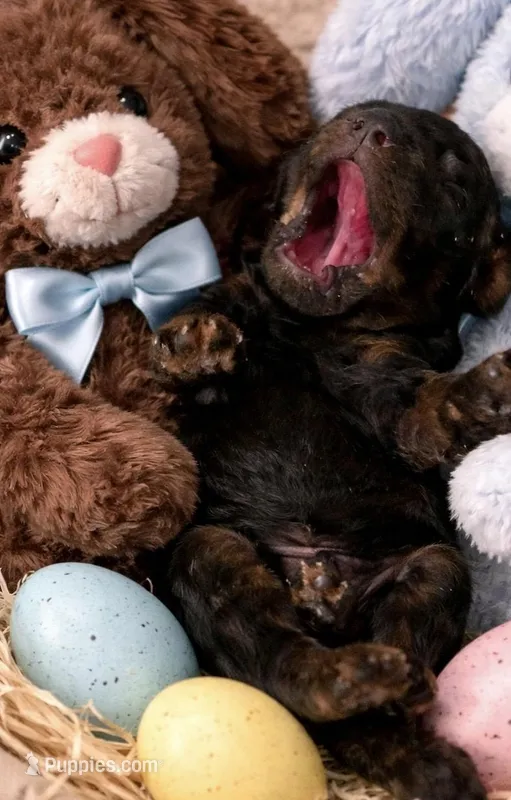 Micro mini ~ Peter  – Miniature Bernedoodle puppy for sale in Ocala, FL