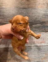 Akc -Harlow , a male Poodle - Toy  for sale in Ocala, FL – 2 of 2