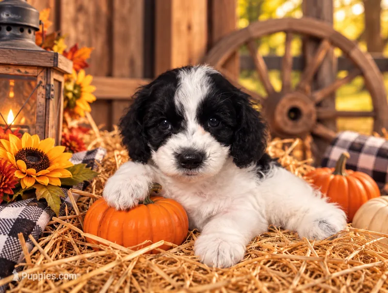 Asher – Cavapoo puppy for sale in Ocala, FL