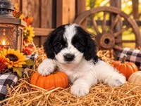 Asher, a male Cavapoo for sale in Ocala, FL – 1 of 1