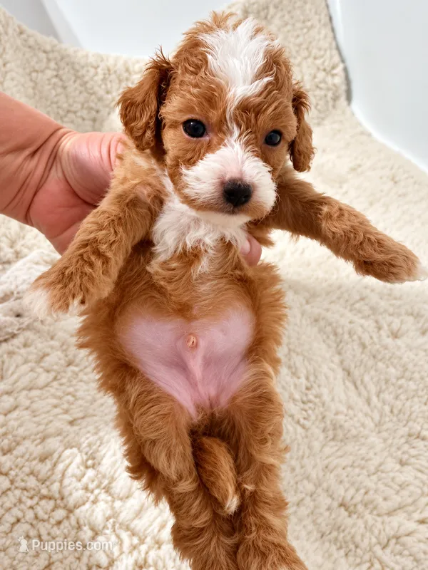 6-7 lbs Topaz – Poodle - Toy  puppy for sale in Ocala, FL