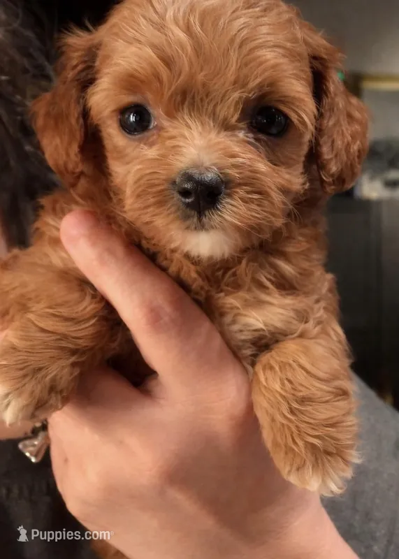 TOY SIZE  maltipoo – Maltipoo puppy for sale in Ocala, FL