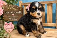 Bebe, a female Miniature Bernedoodle for sale in Ocala, FL – 1 of 4