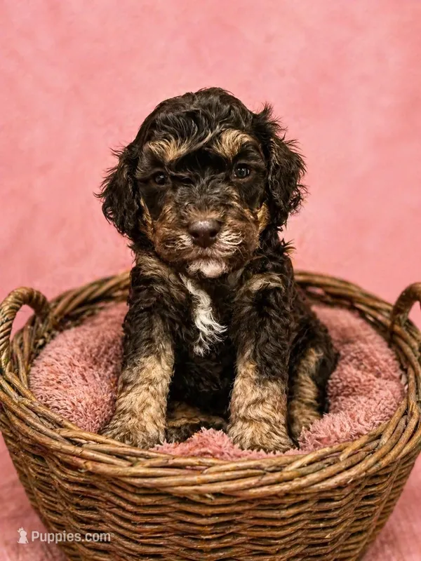 Micro – Miniature Bernedoodle puppy for sale in Ocala, FL