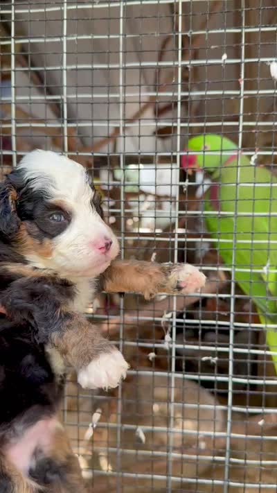 Micro mini Bernedoodle, a male Miniature Bernedoodle for sale in Ocala, FL – 3 of 3