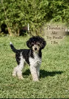 Akc ~7 lbs Panda 🐼 Embark tested, a male Poodle - Toy  for sale in Ocala, FL – 2 of 8