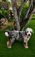 Electric , a female Miniature Bernedoodle for sale in Ocala, FL – 3 of 6