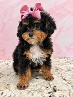 akc ~ Ari Amour Korean , a female Poodle - Toy  for sale in Ocala, FL – 3 of 4