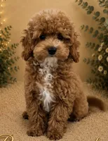 Butterscotch , a male Poodle - Toy  for sale in Ocala, FL – 2 of 4