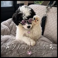 Dottie Russian blood lines , a female Poodle - Toy  for sale in Ocala, FL – 2 of 8