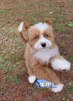 MIZU 💙💙, a female Miniature Bernedoodle for sale in Ocala, FL – Photo 2 of 4