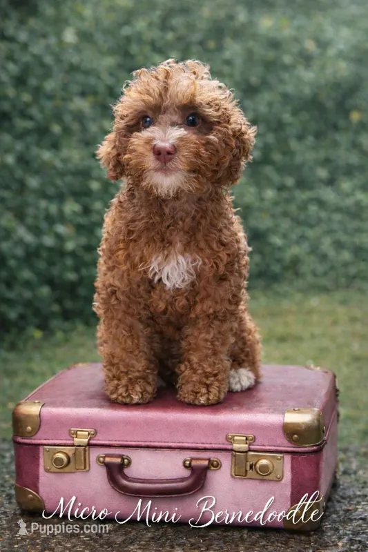 Blossom , a female Miniature Bernedoodle for sale in Ocala, FL – Photo 1 of 1