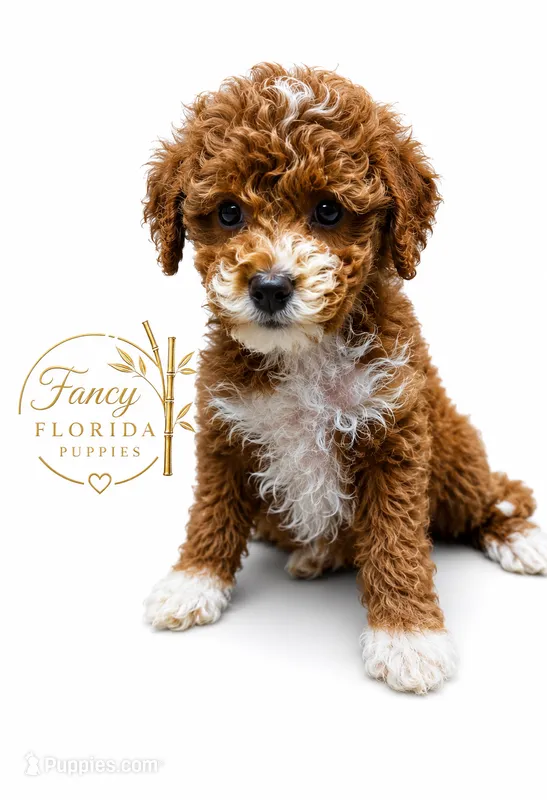 Micro mini  – Miniature Bernedoodle puppy for sale in Ocala, FL