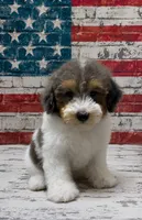 Micro Mini 9-14 lbs, a male Miniature Bernedoodle for sale in Ocala, FL – 1 of 3