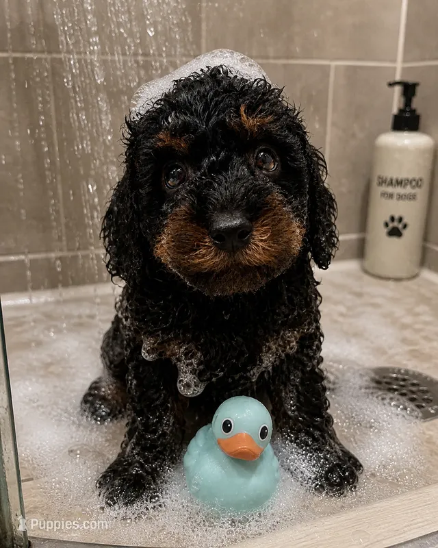 Bubbles – Miniature Bernedoodle puppy for sale in Ocala, FL