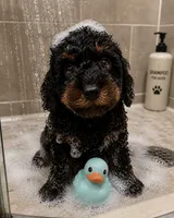 Bubbles, a male Miniature Bernedoodle for sale in Ocala, FL – 1 of 1