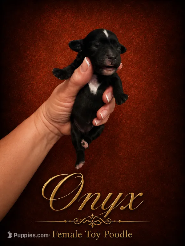 Onyx – Poodle - Toy  puppy for sale in Ocala, FL
