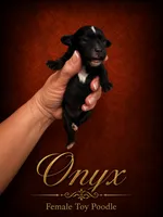 Onyx, a female Poodle - Toy  for sale in Ocala, FL – 1 of 1