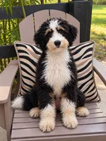 Bebe, a female Miniature Bernedoodle for sale in Ocala, FL – 2 of 4