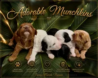 Munchkin , a male Miniature Bernedoodle for sale in Ocala, FL – 2 of 2