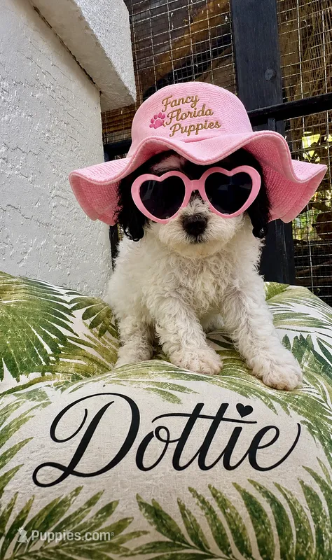 Akc - Dotty  – Poodle - Toy  puppy for sale in Ocala, FL