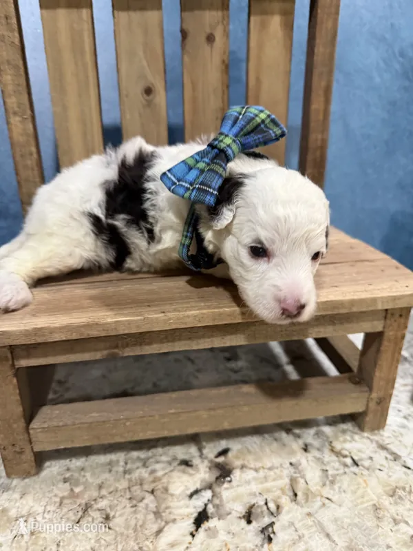 Micro choc tri parti – Miniature Bernedoodle puppy for sale in Ocala, FL