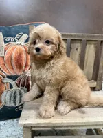 -Harlow , a male Poodle - Toy  for sale in Ocala, FL – 3 of 6