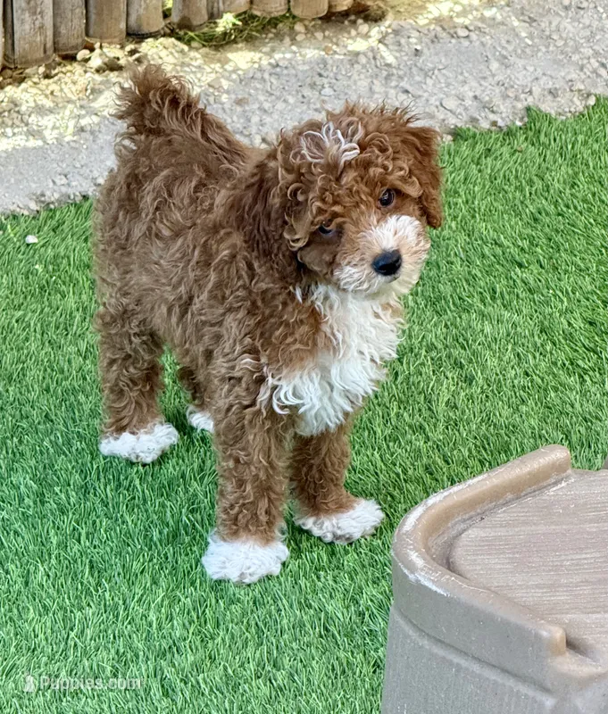 Micro mini 12-15 lbs  – Miniature Bernedoodle puppy on hold in Ocala, FL