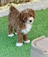 Micro mini 12-15 lbs , a female Miniature Bernedoodle for sale in Ocala, FL – 1 of 2