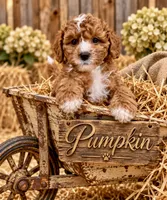 Akc-Little Pumpkin , a female Poodle - Toy  for sale in Ocala, FL – 7 of 8
