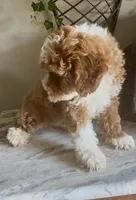 MICRO / TOY  SIZE , a male Miniature Bernedoodle for sale in Ocala, FL – Photo 3 of 3