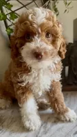 MICRO / TOY  SIZE , a male Miniature Bernedoodle for sale in Ocala, FL – Photo 1 of 3