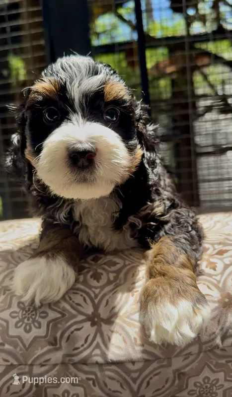 Micro Mini  – Miniature Bernedoodle puppy for sale in Ocala, FL