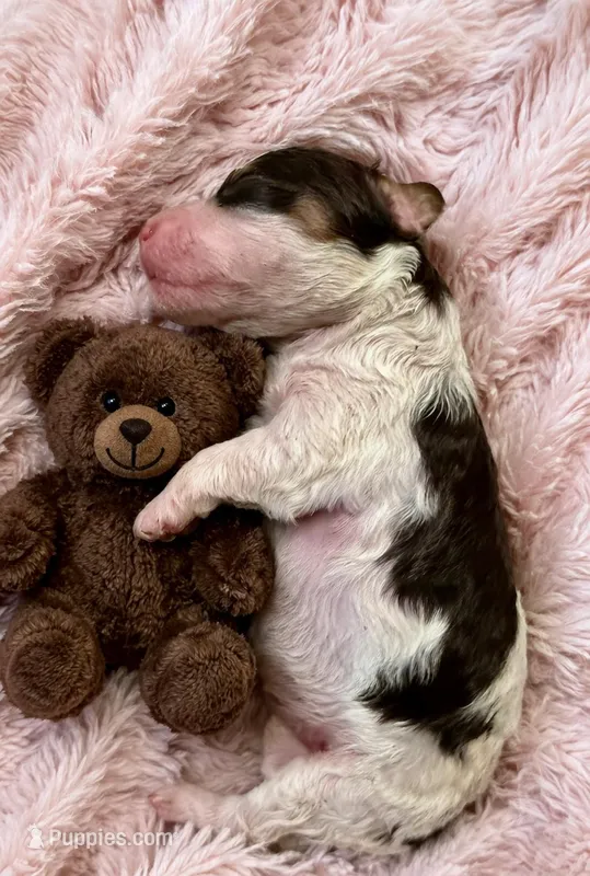 MICRO MINI - Lady Godiva – Miniature Bernedoodle puppy for sale in Ocala, FL