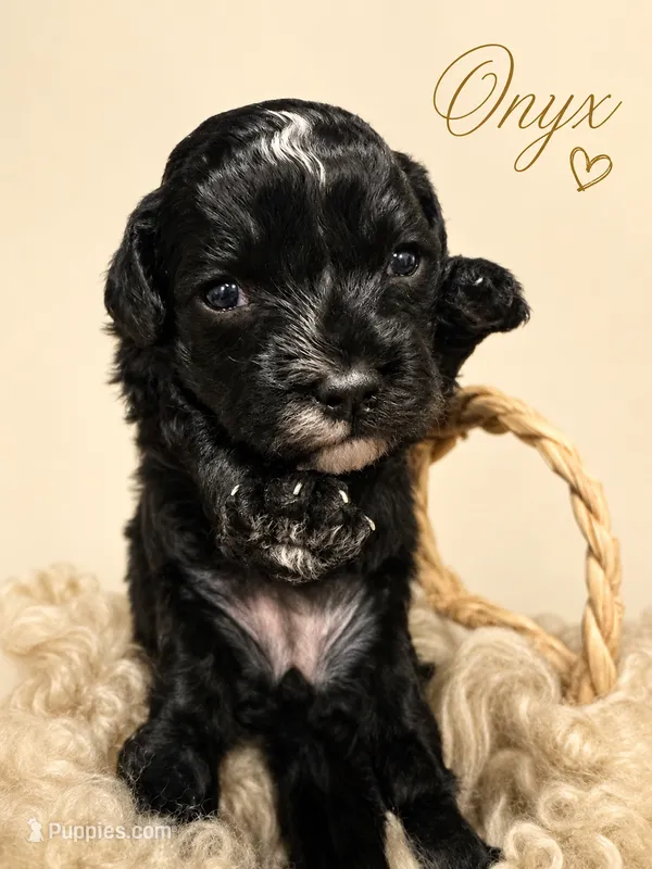 Onyx – Poodle - Toy  puppy for sale in Ocala, FL