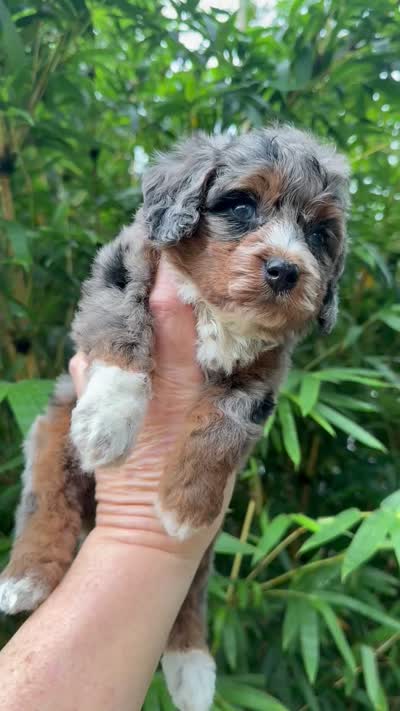 Grace, a female Cavapoo for sale in Ocala, FL – 2 of 2