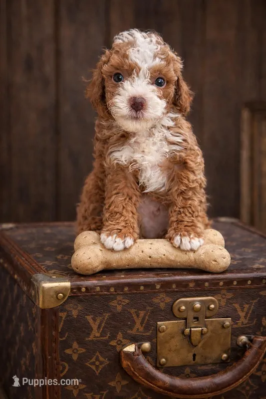 Teddy  – Poodle - Toy  puppy for sale in Ocala, FL